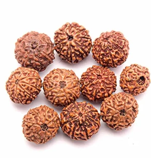 rebuy-original-8-mukhi-nepali-rudraksh-bead-rudraksha-bead-product-images-rvfbkriqox-2-202210031542